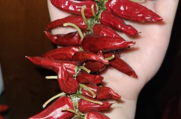 "Cayenne Blend" Pepper Plant Variety Identification Request