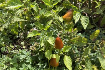 These were sold to me as lemon drops but obviously aren’t, any ideas what type I’ve got?