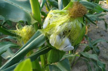 Huitlacoche, corn smut, in sweet corn. Advice needed on how to harvest, store, fair price to sell?