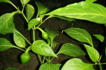 Cherry bomb pepper instead of bell peppers