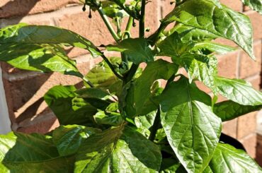 Should I bottom prune my scotch bonnet pepper plant?