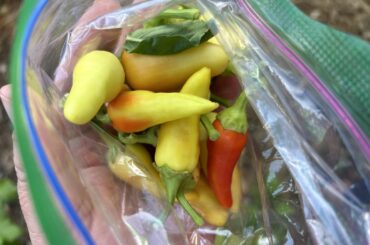 I could use some help identifying these peppers.