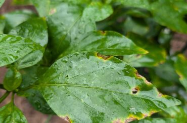 Suggestions for a fungicide?