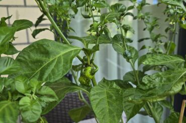 Help, whats happening with them