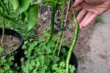 I was told these were Cayenne but they are huge(25-30cm)
