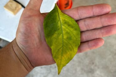 Leaves dropping and turning yellow