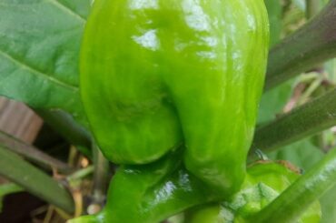 Uhm... Girl, you're not a scorpion