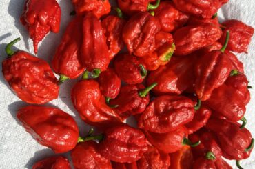 ghost peppers and Carolina reapers - spice powder?