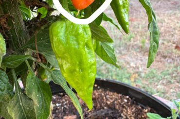 Two types of peppers on the same plant?
