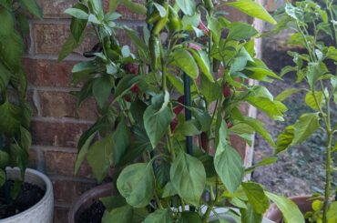 Plant growing two peppers?