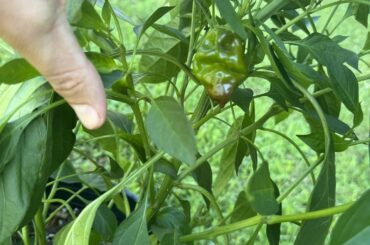 Habanero or Pepperoncini Plant ID?