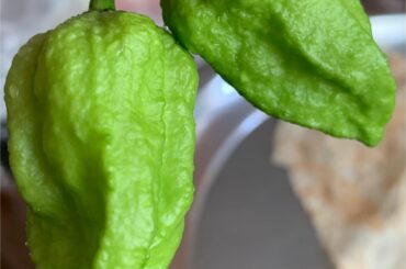 Is this a Ghost Pepper?