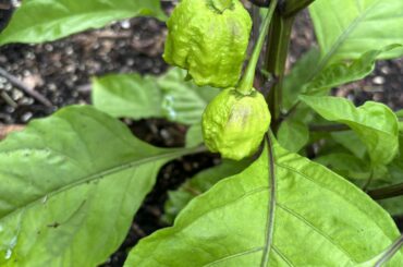 Is this a ripening spot or are my Carolina reapers getting sick?