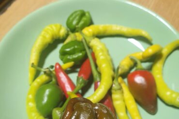 Can you guys tell me what these are?