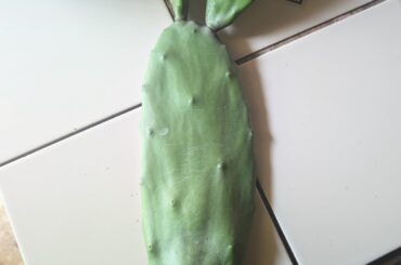 Nopales