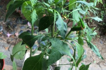 Pepper ID and pest question.