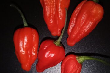 Homegrown naga ghost chilli (ridiculously hot)