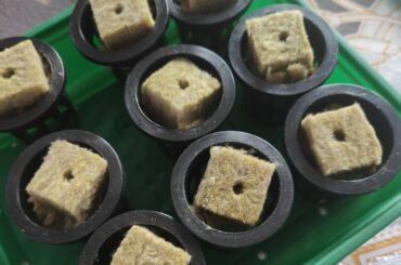 Naga seed germination