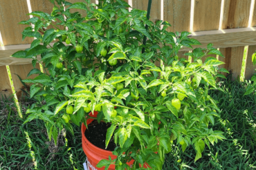 Pricing a habanero plant