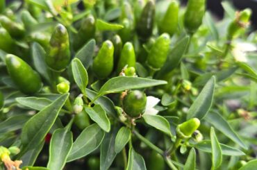 What pepper is this?