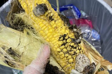 Starting of Huitlacoche???