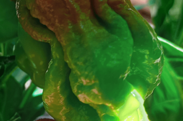 Please help with pepper ID. Supposed to be a bhut jolokia.