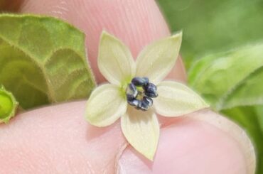 I'm back, and I think I may have figured out what my mystery peppers are!!!