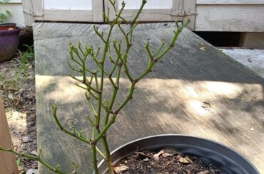 Should i pick up and trim my jalapeno plant? Or let it grow as is. (3 photos)