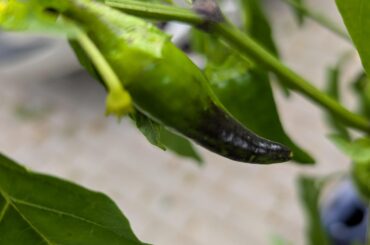 Black spots on pepper pods