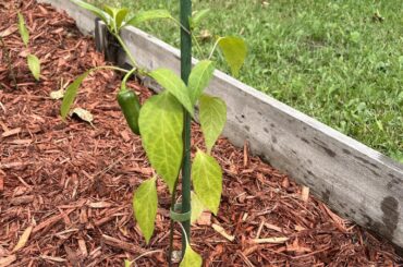 Should I be watering my peppers more or less?