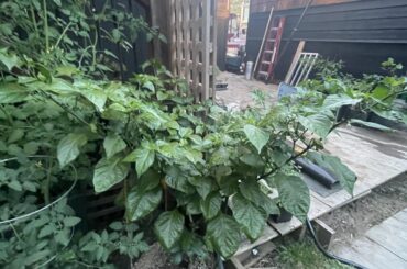 Lemon Yellow Habanero!