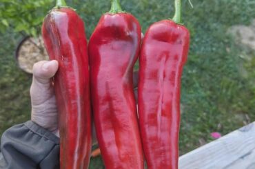 Anaheim Recipe Ideas