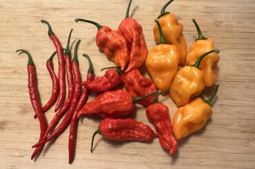 Harvest: cayenne, ghost and habanero.