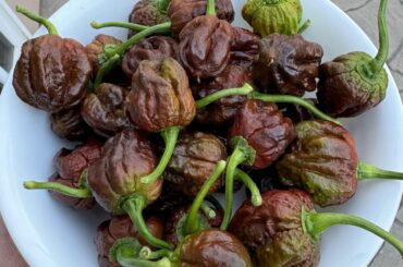 Chocolate Naga Brains