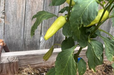 Pepper identification