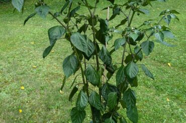 Best looking pepper plant I've ever grown