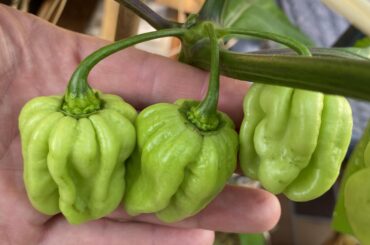 West Indian Habanero