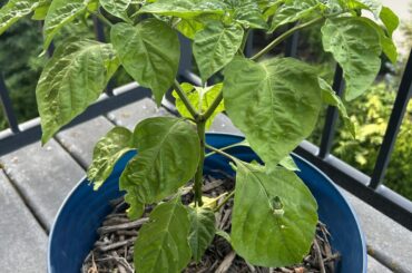 I have flower drop and I have no idea why.