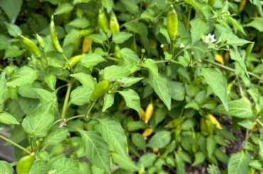 What kind of pepper is this?