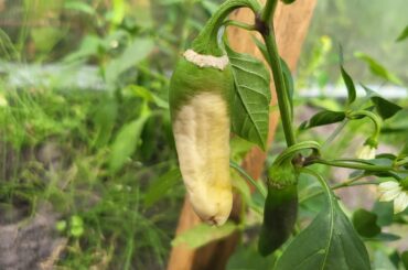 HELP! What's causing this?