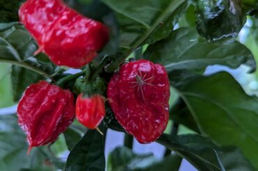 Carolina Reapers or...?