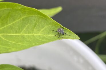 What are these bugs on my Tabasco’s