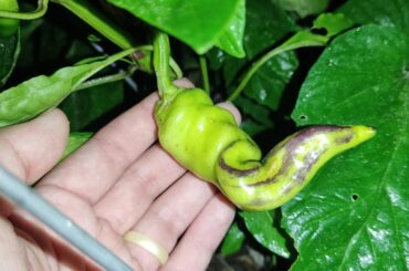 Pepper identification?