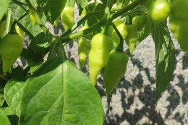 What pepper is that?