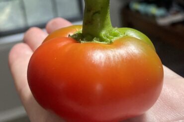 What is this pepper?