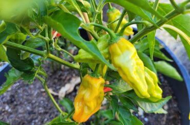 Could this be a Habanero Ghost Pepper cross? It's labeled Orange Habanero but doesn't look like one. Has a nice spicy pineapple taste.