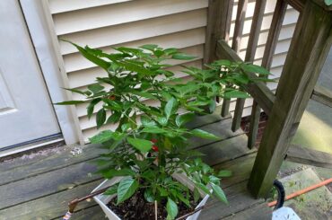 Harry the Habanero Update