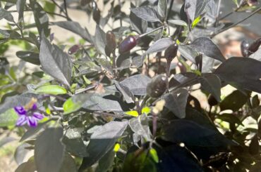 Label Lost - ID Please!