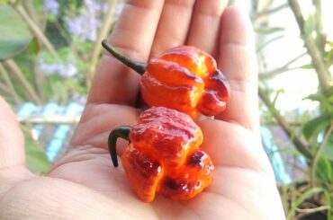 Pockmark orange aren't they beautiful?