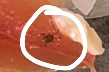 There were spiders in my tacos